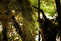 Weymouthia cochlearifolia