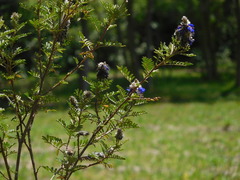 Dalea coerulea