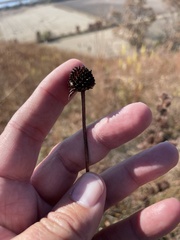 Rudbeckia missouriensis
