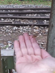 Odontotermes formosanus