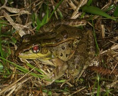 Lithobates brownorum