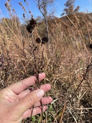 Rudbeckia missouriensis