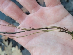 Podostemum ceratophyllum