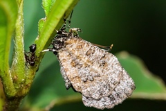 Logania marmorata damis