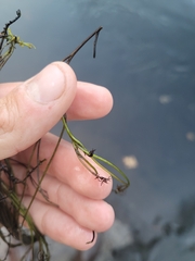 Podostemum ceratophyllum