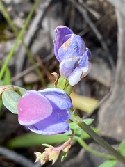 Thelymitra