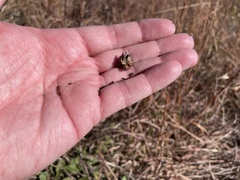 Rudbeckia missouriensis
