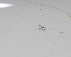 Aedes camptorhynchus