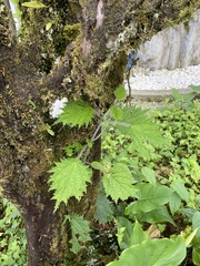 Urtica thunbergiana
