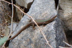 Podarcis melisellensis