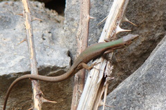 Podarcis melisellensis