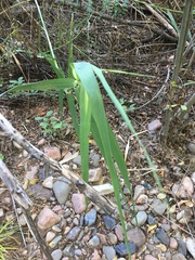 Washingtonia filifera