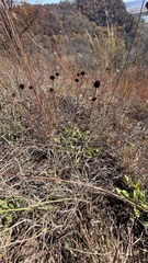 Rudbeckia missouriensis