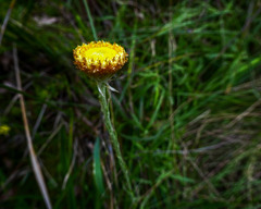 Coronidium scorpioides