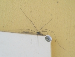 Leiobunum blackwalli