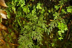 Hymenophyllum flexuosum
