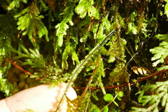 Hymenophyllum flexuosum
