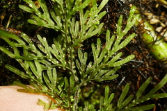 Hymenophyllum flexuosum