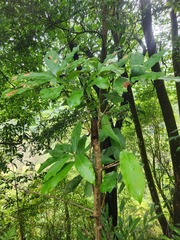 Machilus japonica