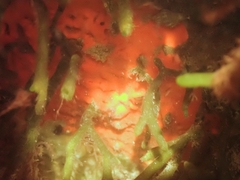 Clathria prolifera