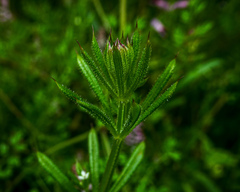 Galium aparine