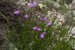 Bouchea linifolia