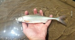 Gila elegans