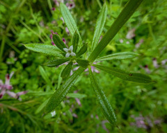 Galium aparine