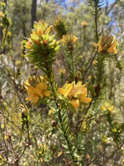 Pultenaea tuberculata