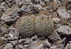 Pediocactus simpsonii