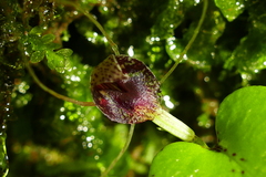 Corybas hatchii