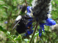 Bombus funebris