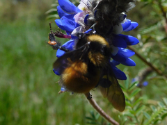 Bombus robustus