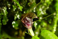 Corybas hatchii