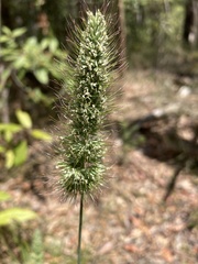 Echinopogon