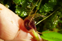 Corybas hatchii