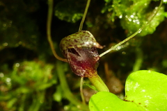Corybas hatchii