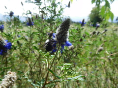 Bombus funebris