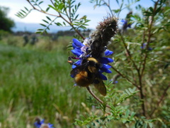 Bombus robustus