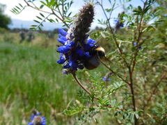 Bombus robustus