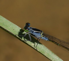 Ischnura pruinescens