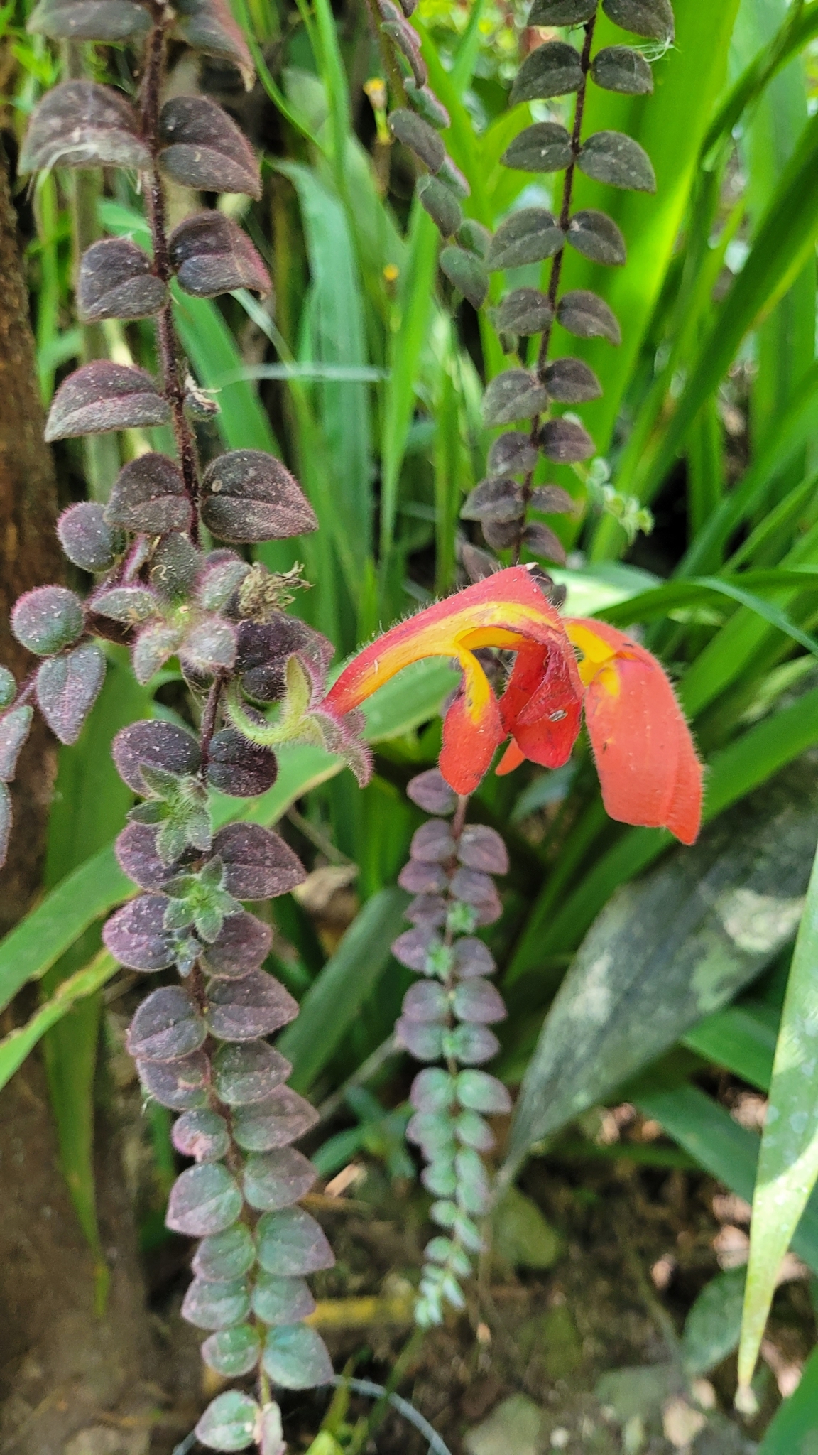 Columnea gloriosa