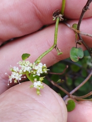 Scandia geniculata