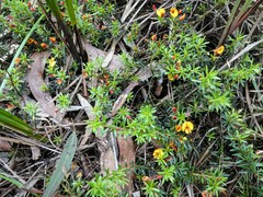 Pultenaea pedunculata