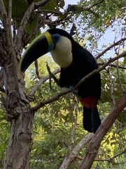 Ramphastos tucanus