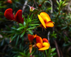 Pultenaea pedunculata