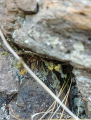 Asplenium subglandulosum