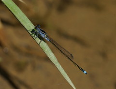 Ischnura pruinescens