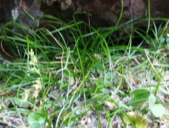 Anogramma leptophylla