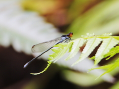 Pseudagrion ignifer